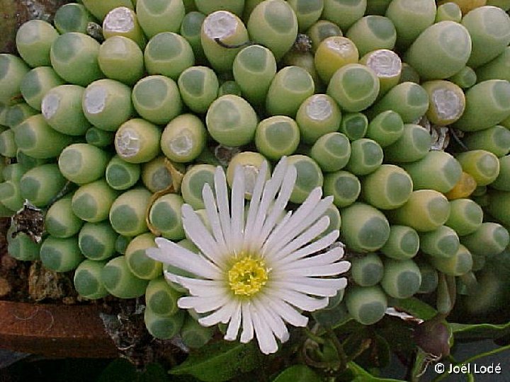 Fenestraria rhopalophylla ©JLcoll.1676